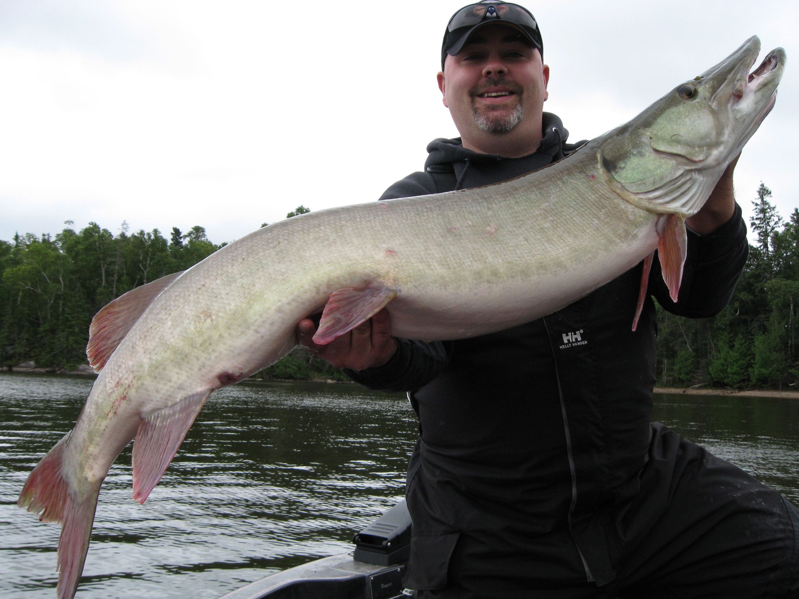 Big muskie caught on Lake of the Woods in NW Angle, ON on 8/23/2008