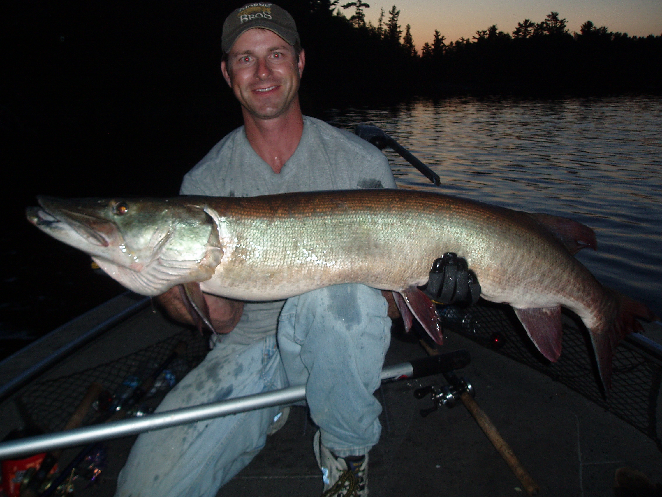 Big muskie caught on Lake of the Woods in Kenora, ON on 7/25/2010 ...