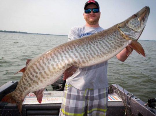 Big muskie caught on Lake Michigan - Green Bay in City X, WI on 8/30 ...