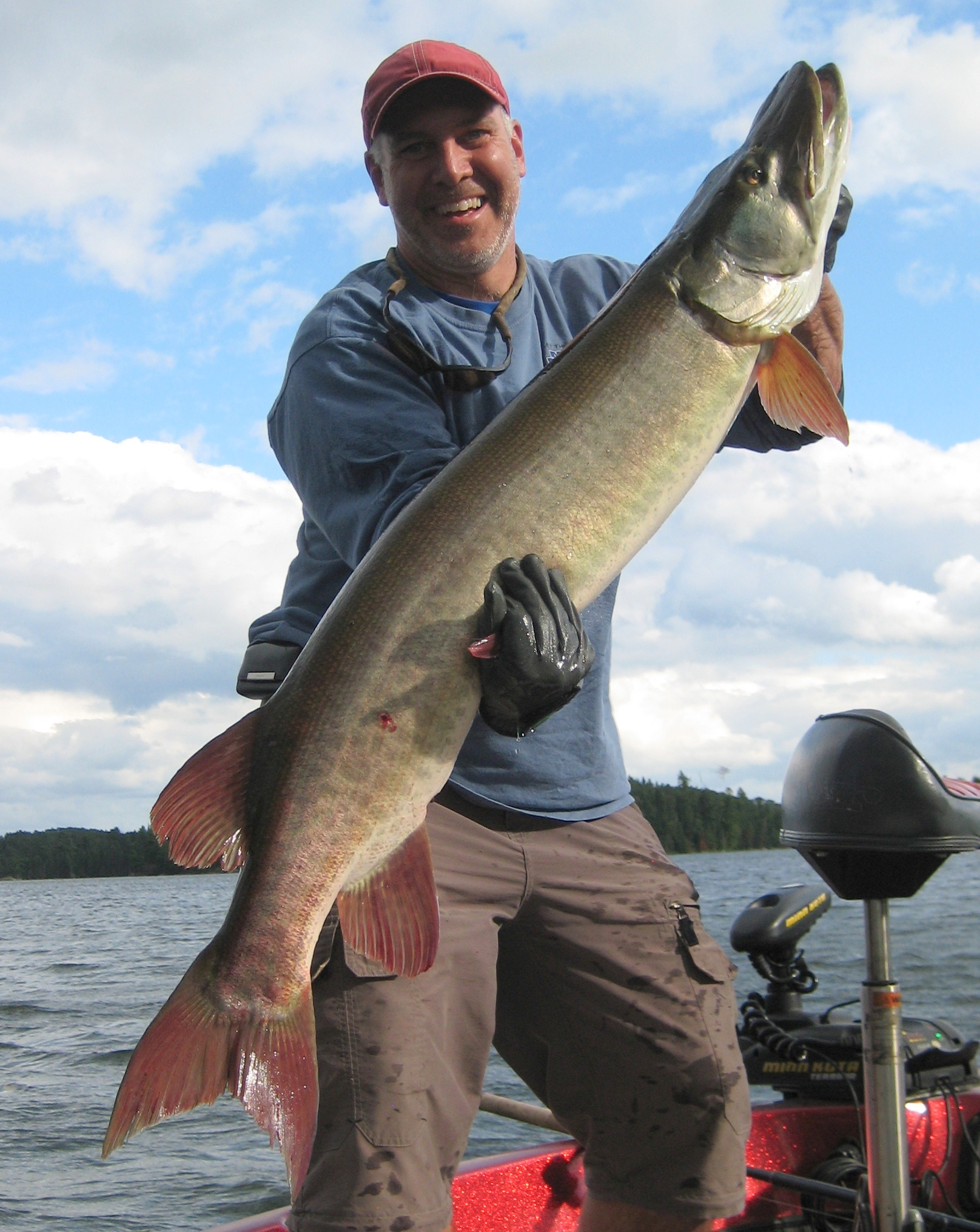 Big muskie caught on Lake of the Woods in Nestor Falls, ON on 7/18/2015