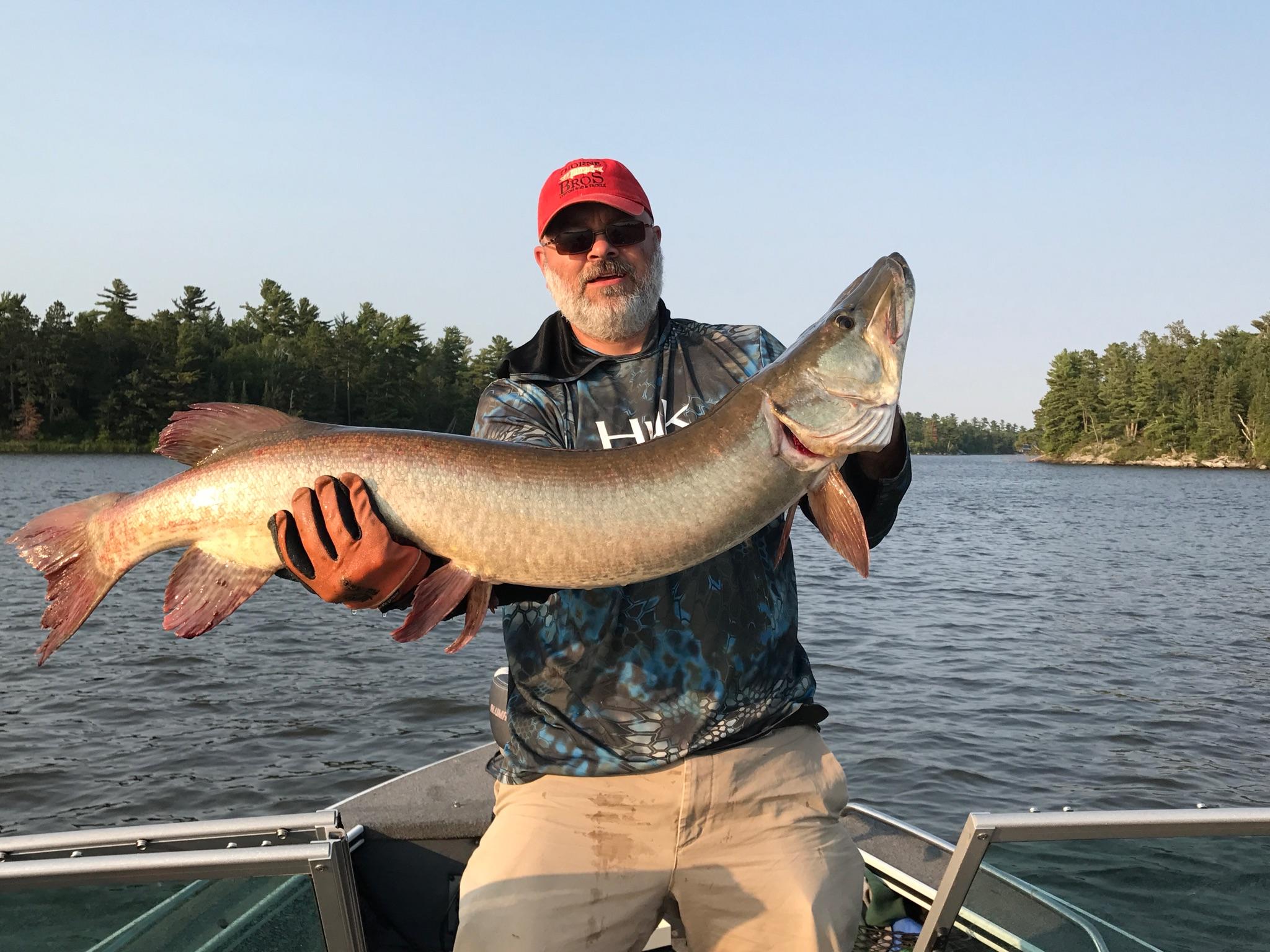 Big muskie caught on Lake of the Woods in Morson, ON on 7/18/2017