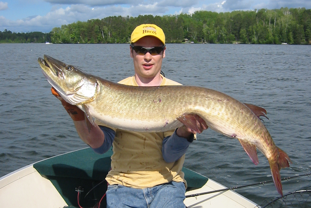 Big muskie caught on Lake X in Hayward, WI on 6/22/2008 | MuskieFIRST