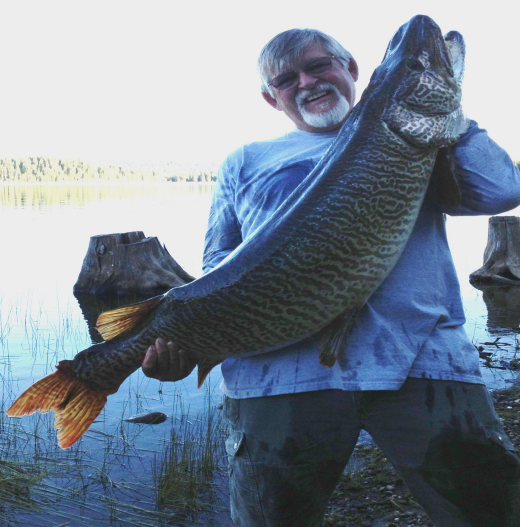 Modern Day Tiger “hybrid” Muskellunge World Record Established 