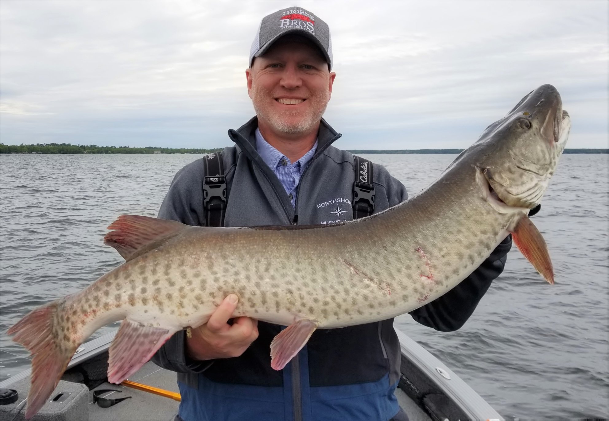 45.25 inch muskie on Potato Lake in Park Rapids Minnesota on 06/16/2019