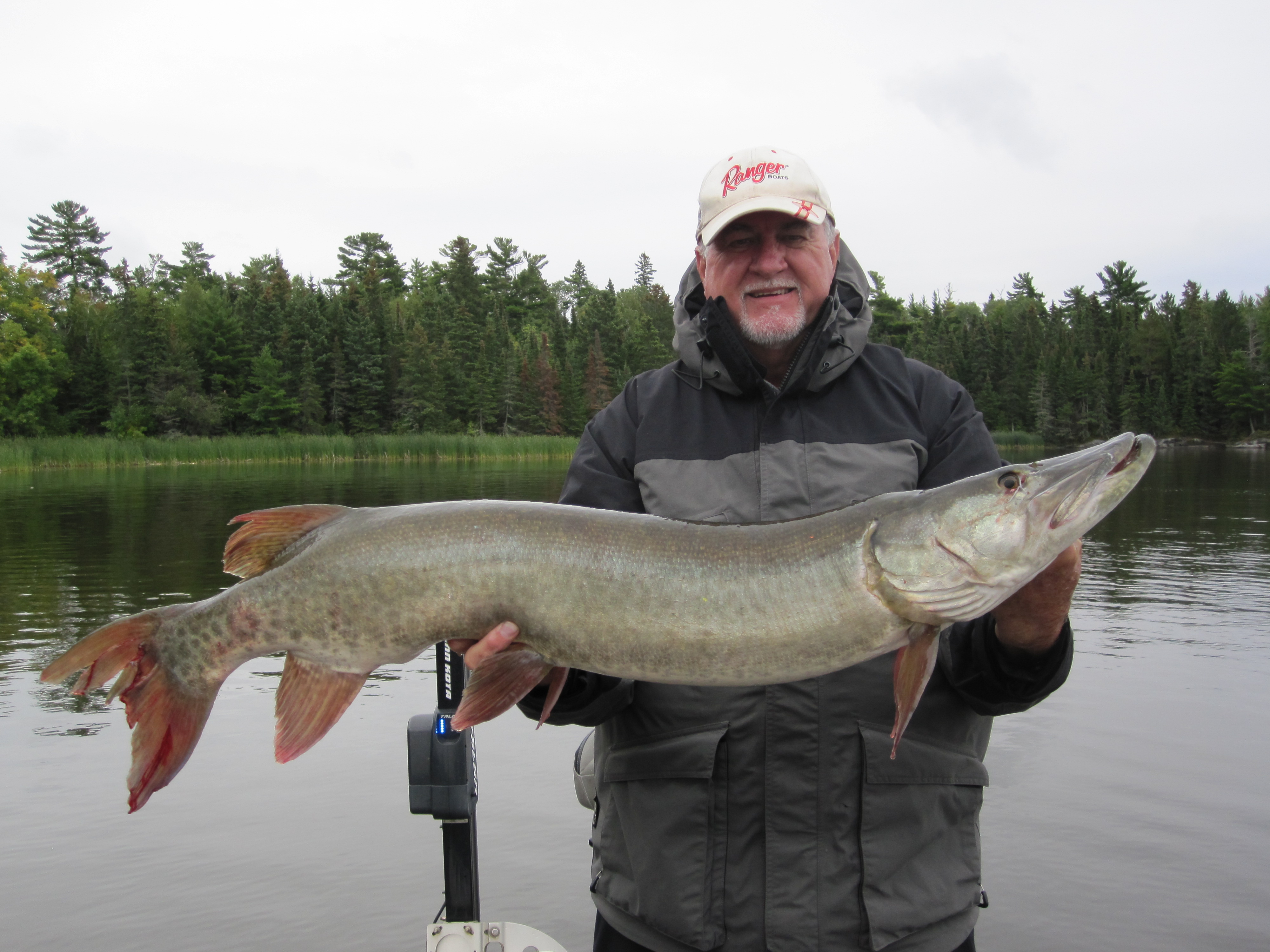 45.5 inch muskie on LOTW in Morson Ontario on 09/12/2019 | MuskieFIRST