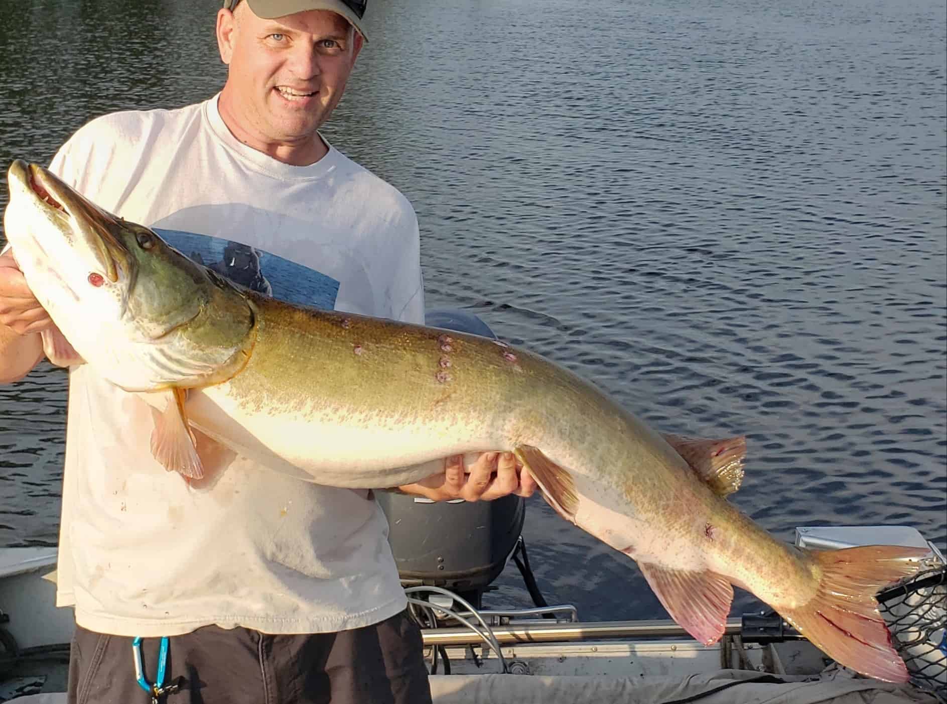 51 Inch Muskie On River X In Ottawa Ontario On 08 10 2020 