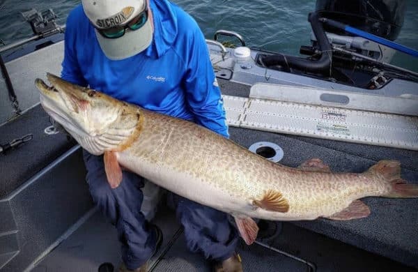 Big Announcement – New Musky-Specific Rods – Enormous Ice 'skie – Musky  Insider