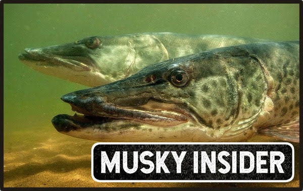 Late Summer Musky Tips – Dick Pearson on Suicks – Destroy an Outboard