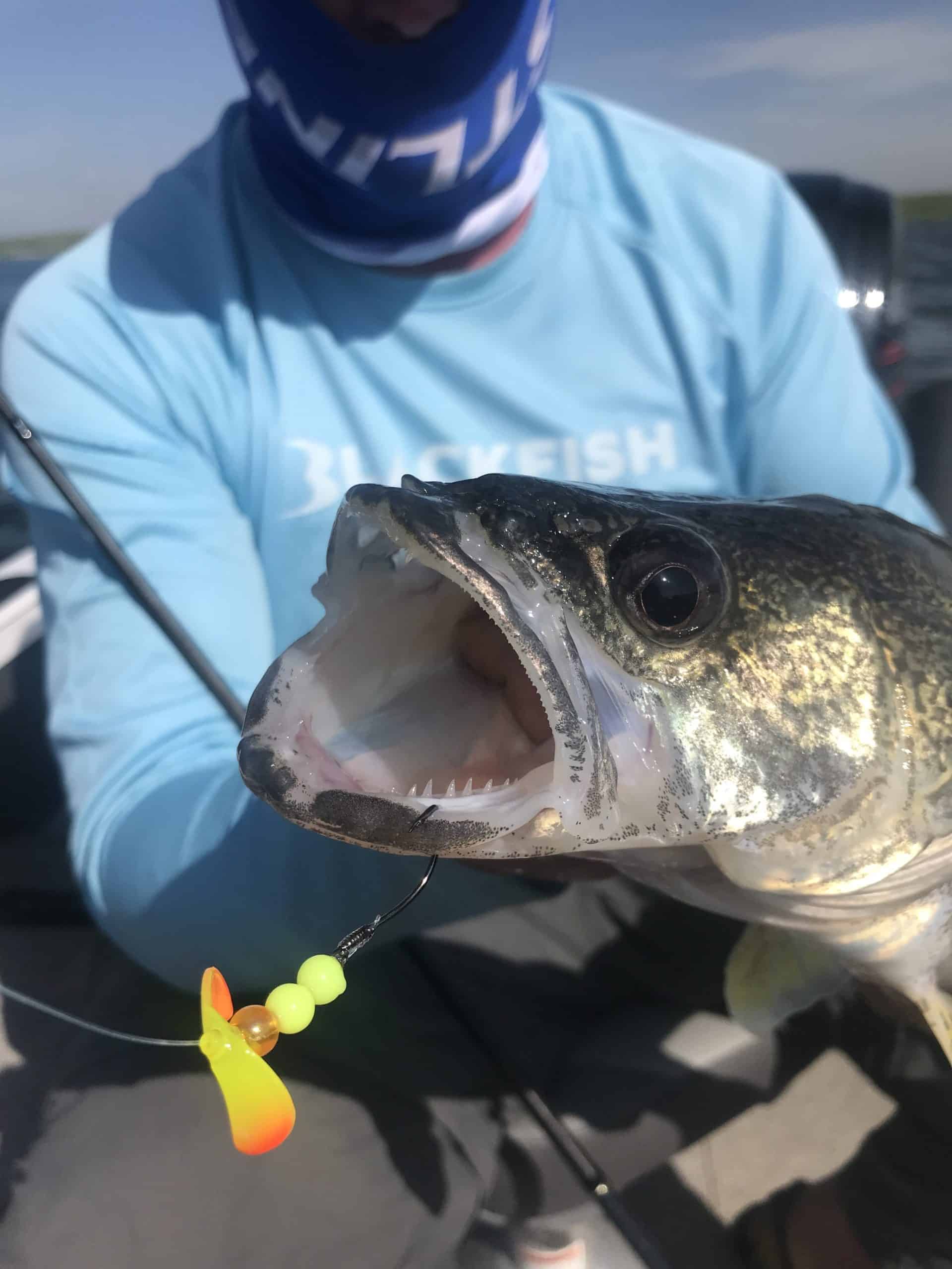 Bottom Bouncer Basics for Walleye WalleyeFIRST