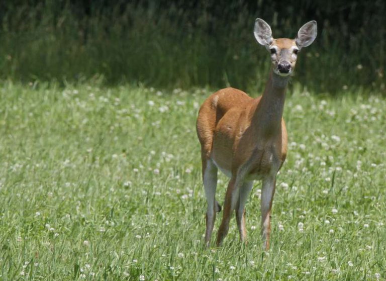 Vermont Deer Harvest Highest Since 2000 WhitetailFIRST