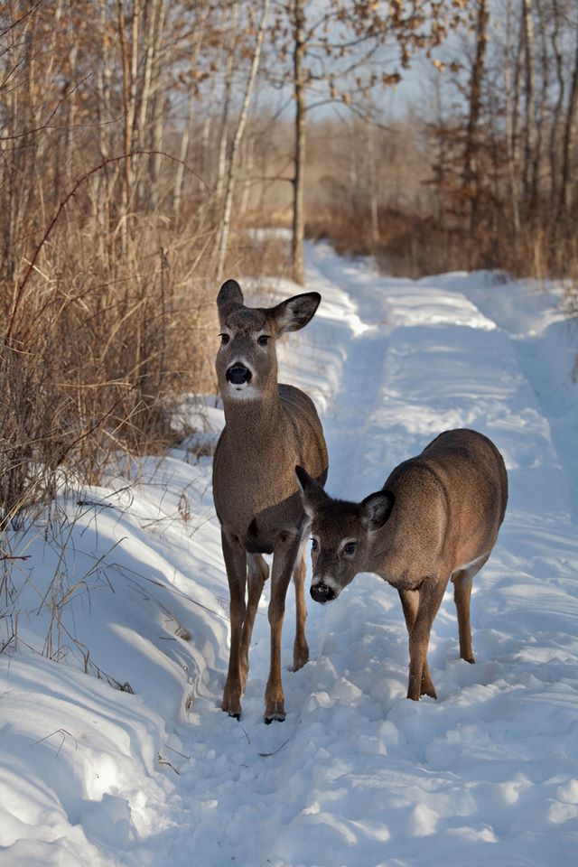 WI State Wide Antlerless December 12th 15th WhitetailFIRST