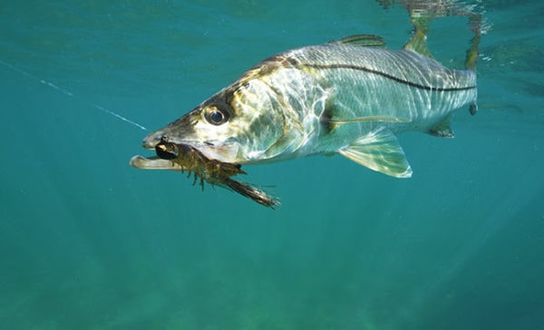 Top Snook Fishing Lures